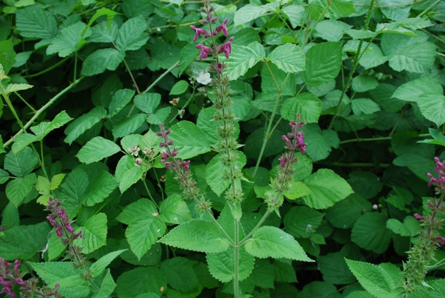 Stachys sylvatica